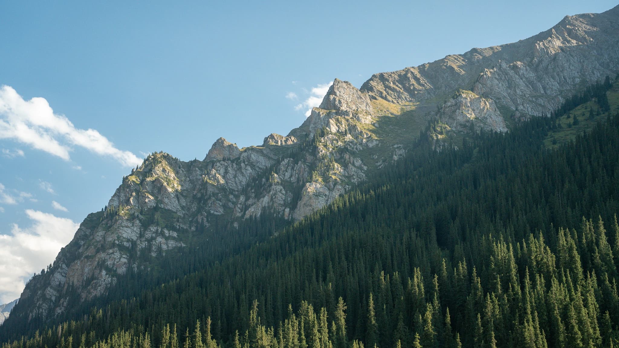 Lush alpine meadow with wildflowers