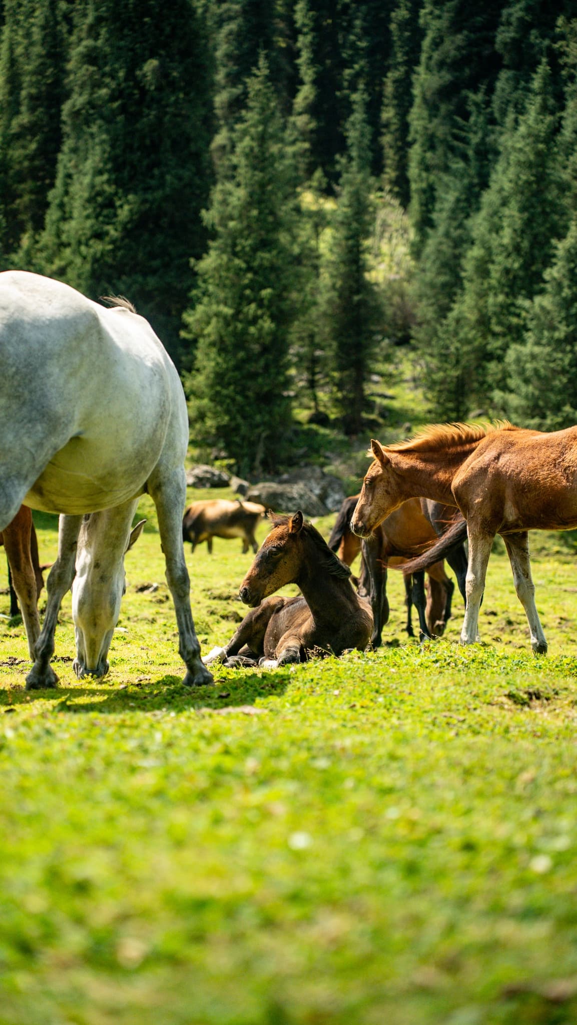 Mountain waterfall cascading down rocks