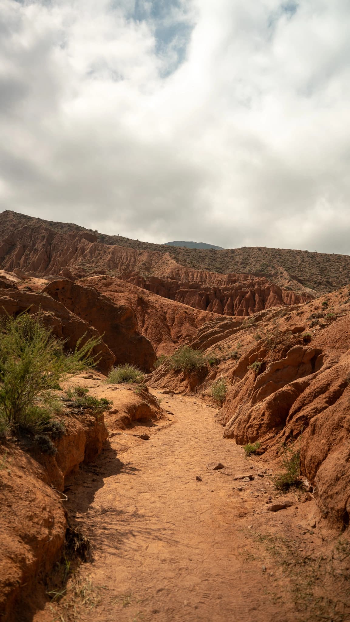 Powerful eagle ready for flight
