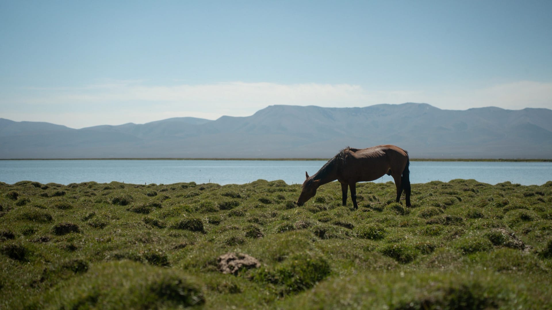 Horse grazing beside Song-Kul lake with mountains in the distance