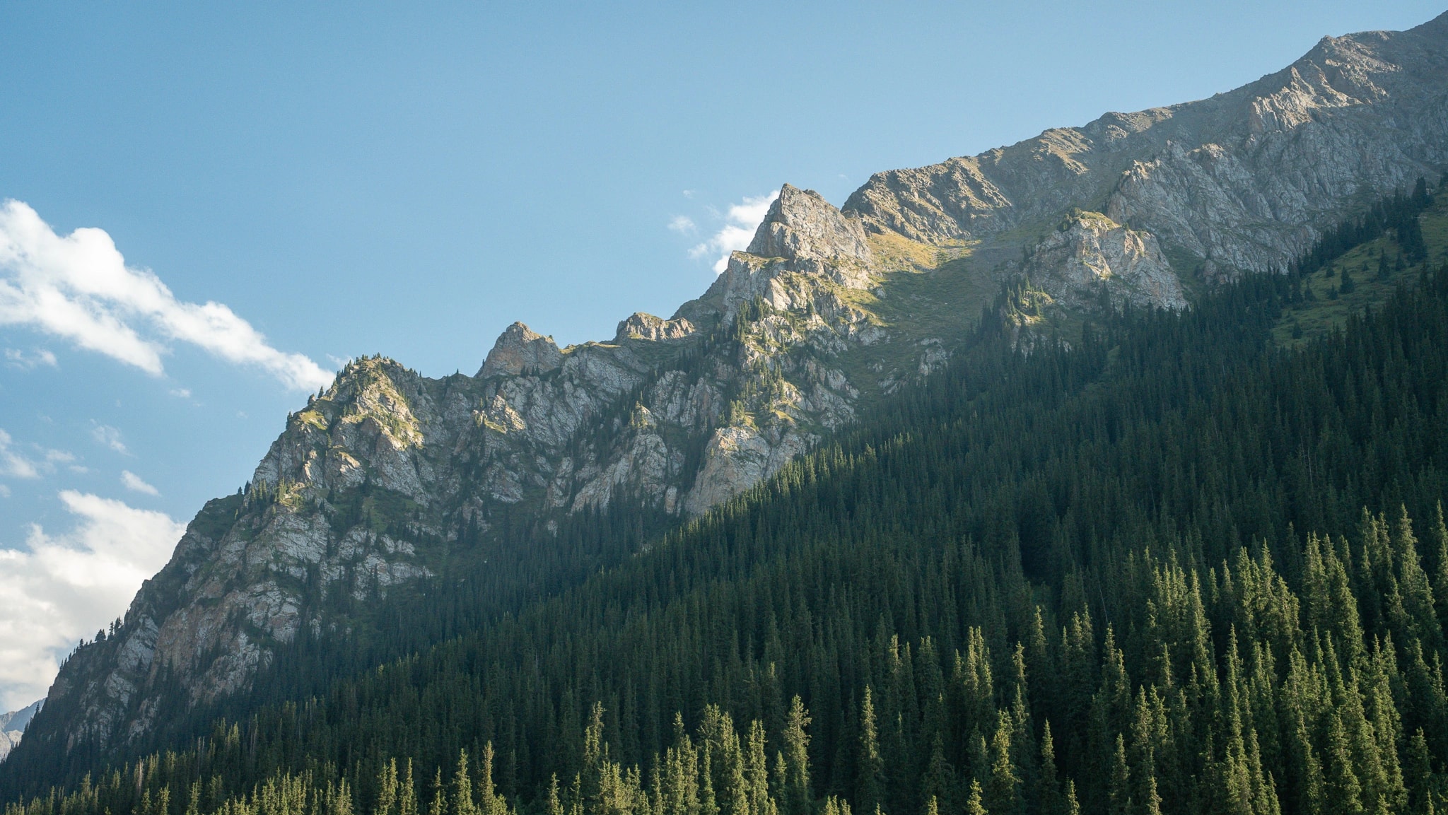 Lush alpine meadow with wildflowers