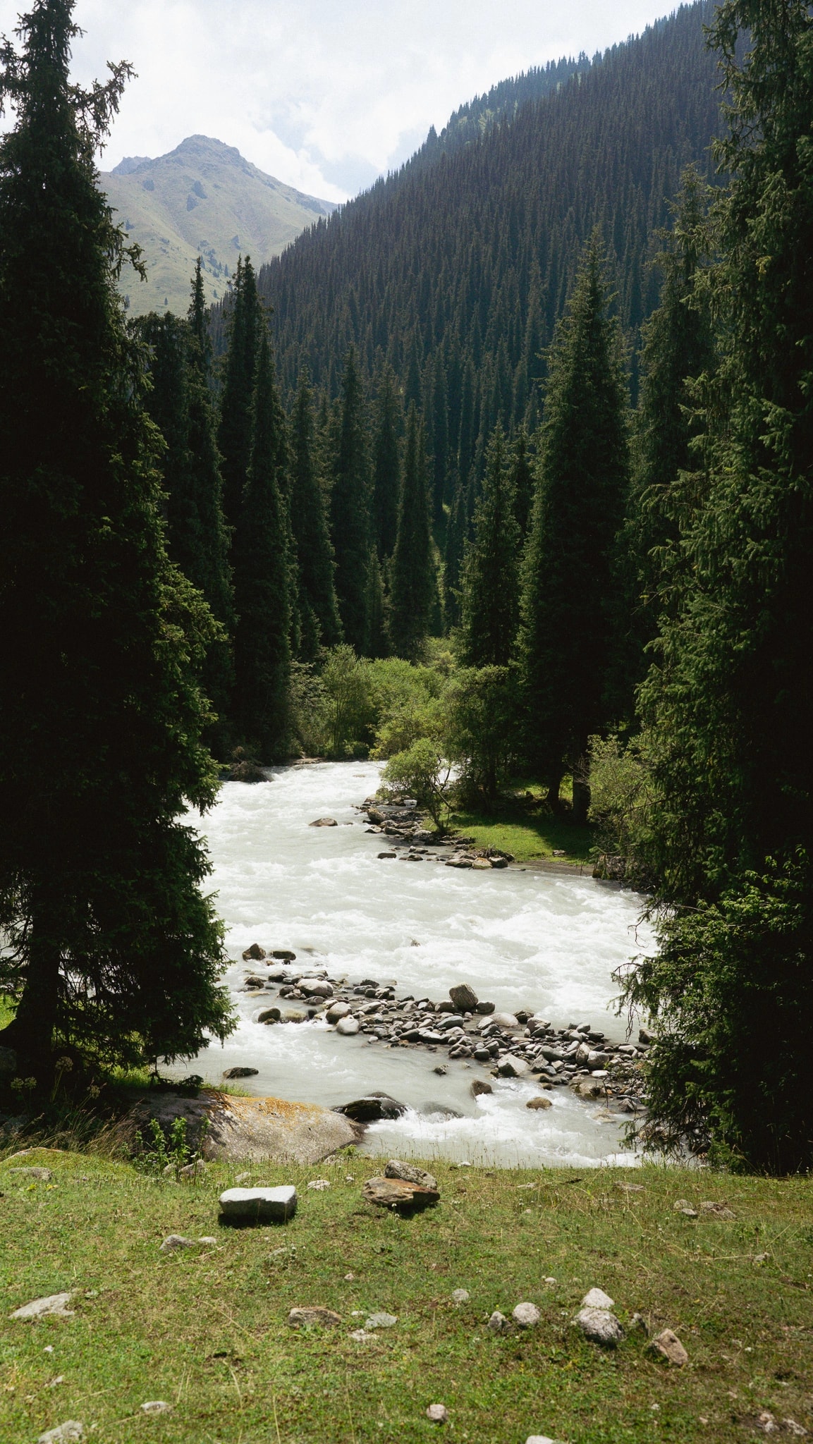 Trail through dense alpine forest