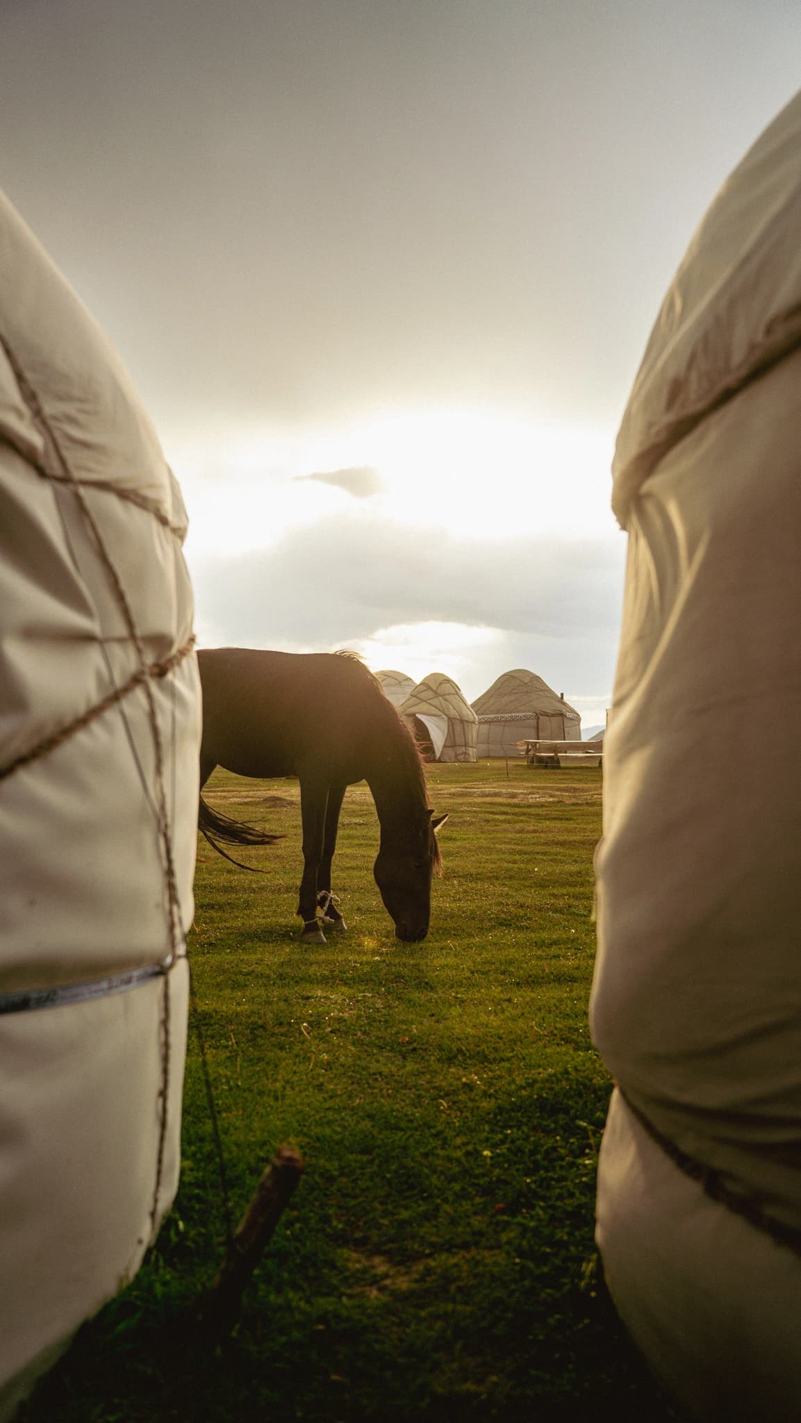 White yurt in the alpine meadow