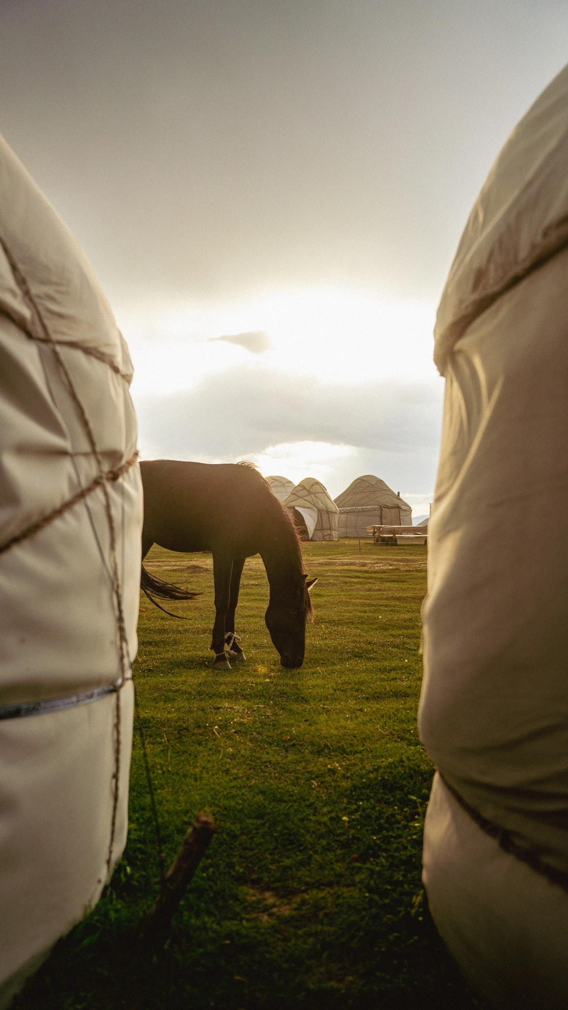 White yurt in the alpine meadow